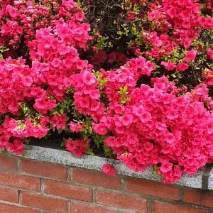 Meet your Posher, Vicky